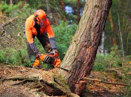 Why Choose Our Tree Removal Services in La Palma, CA?