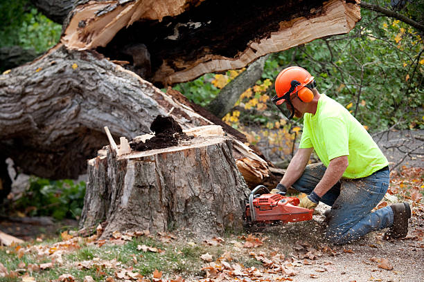 Best Emergency Tree Removal  in La Palma, CA