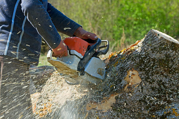 Best Tree Disease Treatment  in La Palma, CA