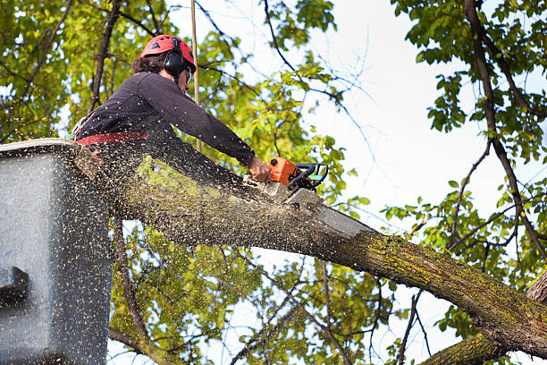 Best Tree Risk Assessment  in La Palma, CA